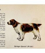 Welsh Springer Spaniel 1939 Dog Breed Art Ole Larsen Color Plate Print P... - $29.99
