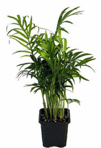 4&quot; Pot Chamaedorea Victorian Parlor Palm Live Plant Indoor Outdoor Houseplant - £42.34 GBP