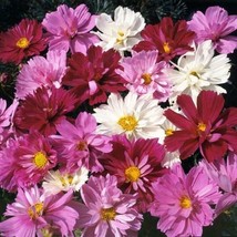 Cosmos Psyche Mix Beautiful 4” Frilly Double Petals 34’ High Nongmo 100 Seeds. F - £8.41 GBP