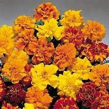 French Marigold Petite Mix 100 Seeds - £9.28 GBP