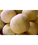 BRN The Legendary Pecos Texas Cantaloupe The Original Best Aroma And Tas... - €11,41 EUR