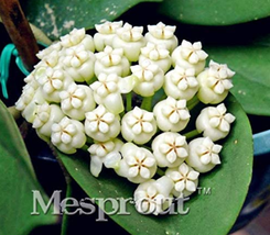 Flower Hoya Kerrii (December Orchid) Family Supplies 100 / Bag (Color: Purple) - £6.74 GBP