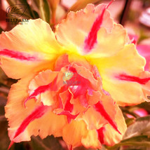 BELLFARM Adenium Light Orange Double Petals Dark Red Stripes Desert Rose Bonsai  - £3.25 GBP