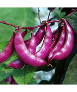 Purple Sweet Pea Eyebrow Bean, 10 Seeds - $12.19