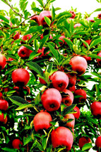 20 Paradise Apple Seeds Malus Domestica Edible Fruit Tree - £6.61 GBP