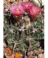 Echinocactus texensis Horse Crippler Seeds 12 Seeds - $16.04