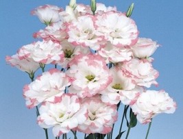 MPB#4 Lisianthus Seeds Echo Pink Picotee 50 Pelleted Seeds Flower Seeds - £19.10 GBP
