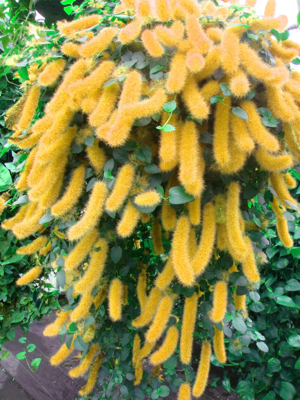 200PCS Yellow Trailing Chenille Plant Seeds Color Flowers Acalypha Hispida - $16.93