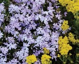 Purple Creeping Phlox Flowers Beautiful Easy Grow Garden Planting 25 Seeds - £4.77 GBP
