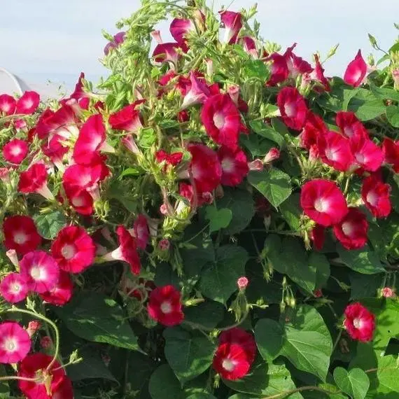 25 Scarlet O&#39;Hara Morning Glory Seeds 15 Ft Climbing Vines Flowers Red Fresh Gar - £5.39 GBP