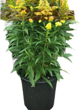 Solidago Little Lemon 1Gallon Goldenrod Dwarf Live Plant - $32.06