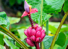 10 Pc Seeds Pink Banana Fruit Plant, Musa velutina Seeds for Planting | RK - £14.81 GBP