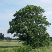 Fast Ship USA Seller European Alder Tree Seeds Alnus glutinosa 50 Seeds - £11.75 GBP