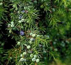 5 Juniper Sacred Tree {Juniperus monosperma} Medicinal seeds Evergreen - $6.98