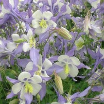 Fresh Seeds Columbine Seeds Aquilegia Caerulea Flower Seed 2000 Seeds - £16.05 GBP