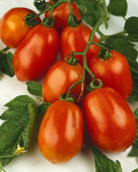 100 Rio Grande Italian Paste Tomato Seeds Heirloom Non Gmo Harvest Fresh Garden - $6.86