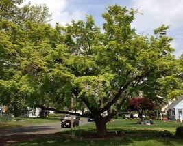 Acer Palmatum (Japanese Maple) 10 seeds - £1.58 GBP