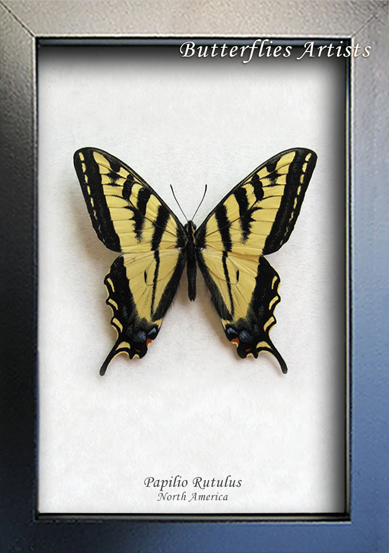 Rutulus Western Tiger Swallowtail Papilio Rutulus Butterfly Framed Entomology ...
