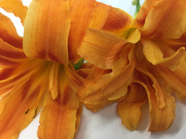 ORANGE DOUBLE BLOOM Daylily 3 fans/root systems image 6
