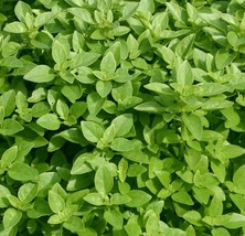 Garden Store Spicy Globe Basil Seeds 300 Herb Culinary Spice Annual - $8.59