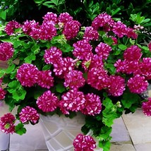 20 Seeds Geranium &#39;Arctic Red&#39; Red Violet Semidouble Petals White Stripes - £8.87 GBP