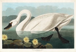 12110.Poster print or Canvas wall decor interior design.Audubon bird.Swan.Cisne - £12.81 GBP+