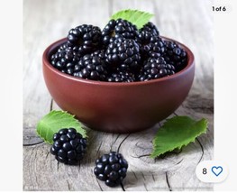 150 seeds Blackberry Perfect for Garden Planting Immediate Gardening Start - £6.93 GBP