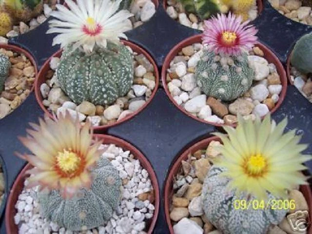 Astrophytum asterias kabuto MIX sand dollar cacti rare cactus kiko seed ... - $35.63