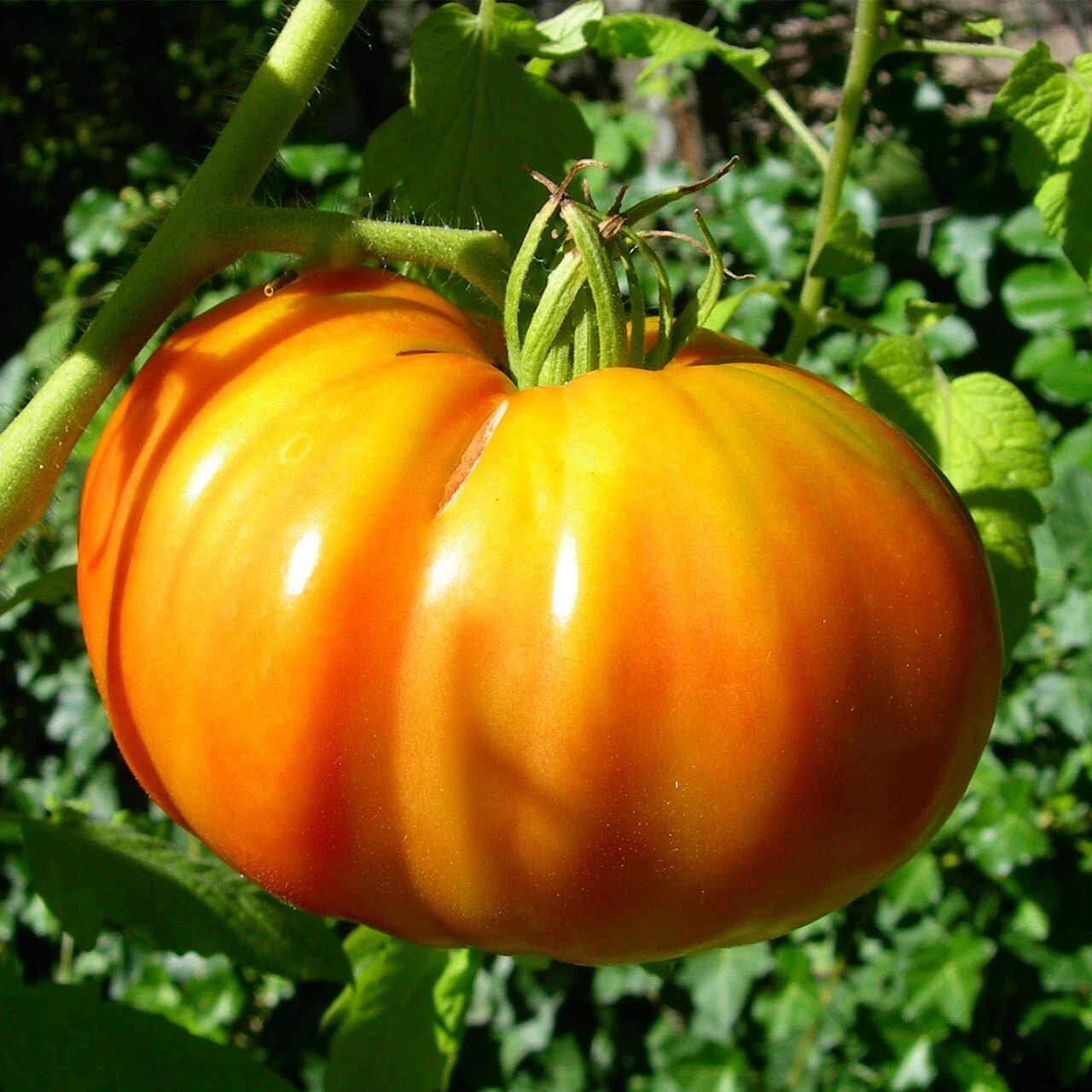 Tomato KELLOGGS BREAKFAST Beefsteak Indeterminate Heirloom Non-GMO 50 Seeds - $5.22