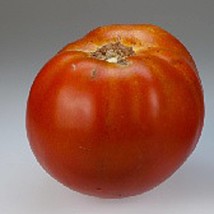 USA Seller Holland Tomato Seeds Fast Shipping - $12.80