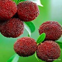 50 Seeds Bayberry Seeds Chinese Bayberry Fruits Myrica Fragrant Leaves Fast Ship - $13.99