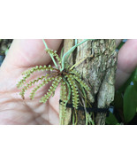 CAMPYLOCENTRUM GRISEBACHII SMALL LEAFLESS ORCHID MOUNTED - £38.53 GBP