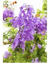 Plant Tree 7 +” Tall Jacaranda Brazilian Live Blue Purple Flowering Organic Gift - £23.17 GBP