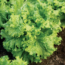 Lettuce 500 - 5000 Seeds Grand Rapids Waldmann Green Loose Leaf Early! 2... - $1.66+