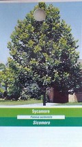 SYCAMORE 4-6 FT Tree Plant Large Easy To Grow Shade Trees Plants - £110.33 GBP