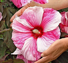 10 Seeds Giant Hibiscus Flower Seeds Mixed semenatsvety perennial garden - £23.68 GBP