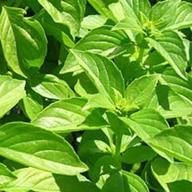 600 Lemon Basil Seeds Nongmo Herb Seeds From US  - £6.58 GBP