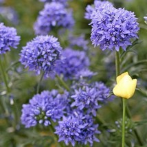 Globe Gilia Light Blue Flowers Wildflower Sun Shade 500 Seeds US Fast Sh... - $7.86