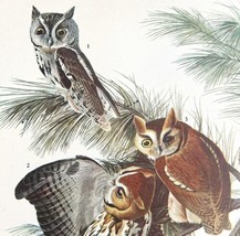 Screech Owl Bird 1946 Color Art Print John James Audubon Nature DWV2F - £31.41 GBP