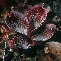 100 Seeds Dark Brown Plant CARNIVOROUS Flower Seeds Flytrap Bug Eating Exotic - £23.68 GBP