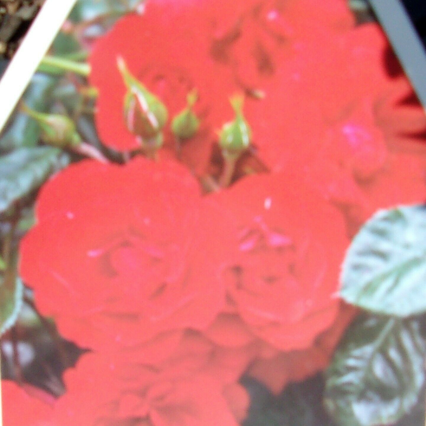 SHOWBIZ Floribunda Rose 1 Gal Live Bush Plants Plant Bright Red Cutting ... - $33.90