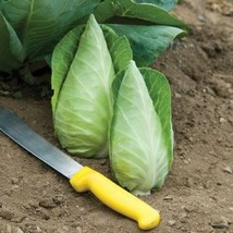 US Seller Caraflex Cabbage Seeds Brassica Oleracea Var. Capitata Packet Of 20 Se - £13.34 GBP