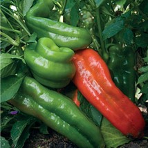 USA Seller Mpb#11 Giant Marconi Pepper Seeds Sweet Pepper 15 Seeds Up To... - $19.00