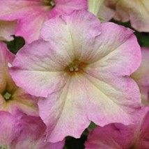 2R6D2 Sophistica Antique Shades 15 Pelleted Petunia Seeds Gardening USA ... - $14.09