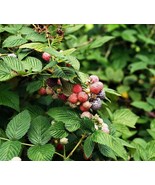 5 live Black Raspberry cuttings!  hardy perennial - £10.27 GBP