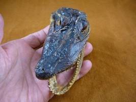 G-Def-277) 4-1/8&quot; Deformed Gator ALLIGATOR HEAD jaw teeth TAXIDERMY weir... - £30.54 GBP