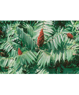 HeirloomSupplySuccess 100  Heirloom Staghorn Sumac Rhus typhina Seeds - $3.99