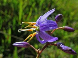 GIB Dianella caerulea | Blue Flax Lily | 10 Seeds - £12.78 GBP