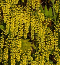 New Fresh Seeds Chiastophyllum Oppositifolium Lambs Tail Gold Drop 200 Seeds - $23.90