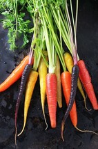 Rainbow Blend Carrot 100 Seeds USA Seeds Fast Shipping - £24.73 GBP